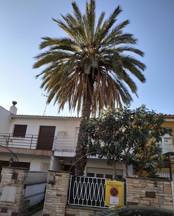 Tala de una palmera en Premi&agrave; de Mar